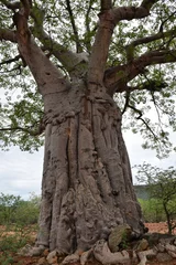 Papier Peint photo Baobab Tronc de baobab
