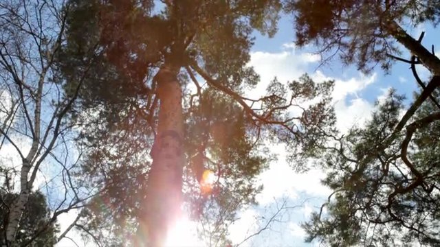 Play of colors in spring pine forest. Multicolor specks of sunshine through the pine needles. Opposite motion of glistening catchlight on wood background.

