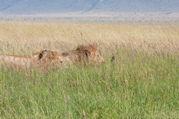 Coppia di Leoni maschi a caccia