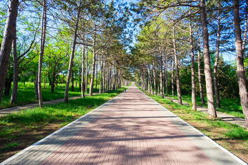 Deserted alley among  pine trees disappearing into the distance