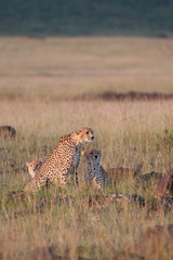 Ghepardi al serengeti