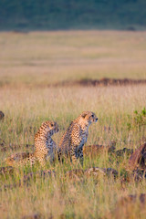 Ghepardi al serengeti