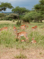 Branco di antilopi africane
