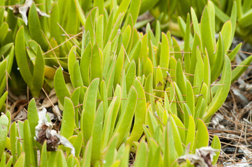 Abstract green plants growing by the sea shore
