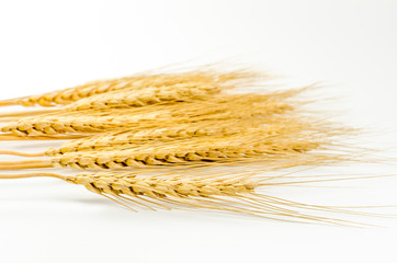 Barley grain isolated on white background