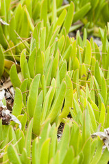 Abstract green plants growing by the sea shore