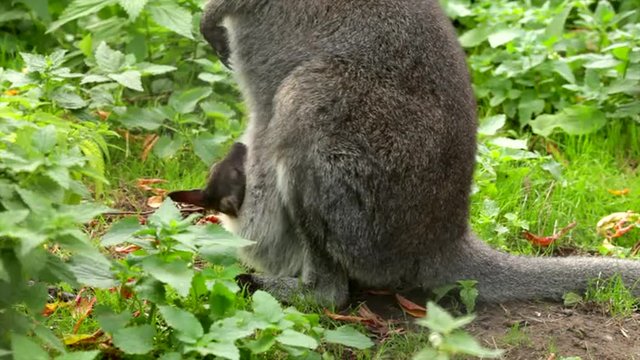 The head of a forest wallaby kid in baby carrier of his mother on green grass background. The endangered australian marsupial animal, Bennett's tree kangaroo or Dendrolagus bennettianus.