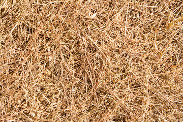 Dried pine leaves background.