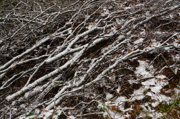 eingeschneiter Haufen abgesägter Äste, Winter im Wald