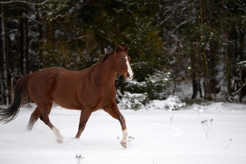 Eleganz, Pferd trabt über verschneite Wiese