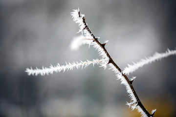 Winter landscape.Winter scene. Frozen plants.