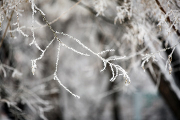 Winter landscape.Winter scene. Frozen plants.