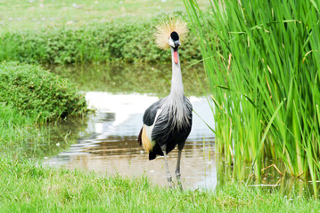 Bird crowned crane .