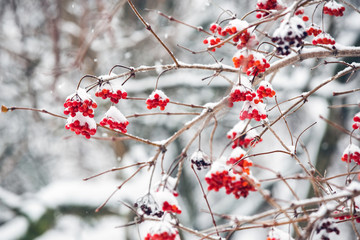 Winter landscape.Winter scene. Frozen plants.