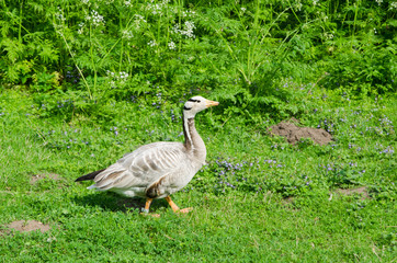 The goose walks on a lawn and pinches a grass