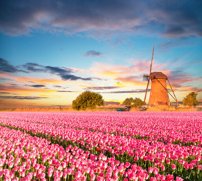 Vibrant tulips field with Dutch windmill