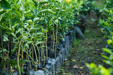 Naklejka premium lemon tree nursery