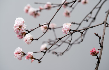 Pink blossoms under snow