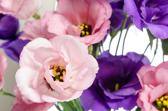  violet and pink eustoma flowers