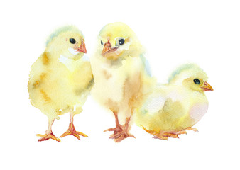 Watercolor painting. Three yellow chickens. - 100339521