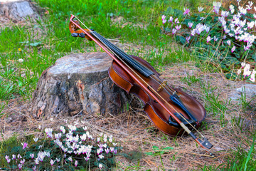 Violin and forests flowers