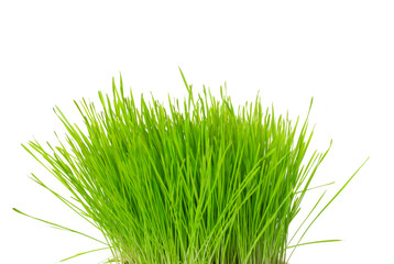 Tuft of grass