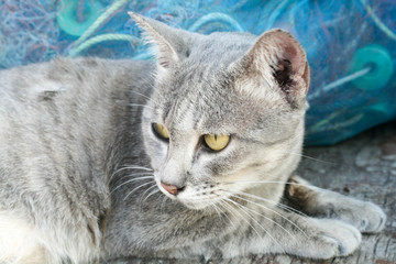 looking gray cat 