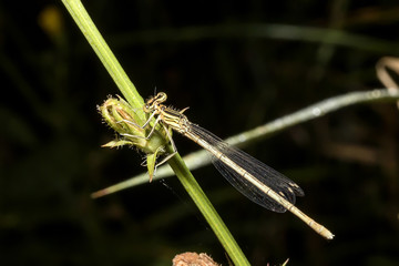 Dragonfly on the stalk of a plant