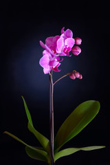 Fototapeta na wymiar Pink orchid on black backgorund