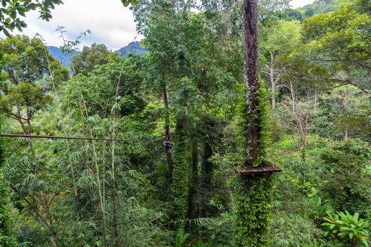 Ziplining In Jungle