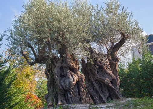 Olive tree.
