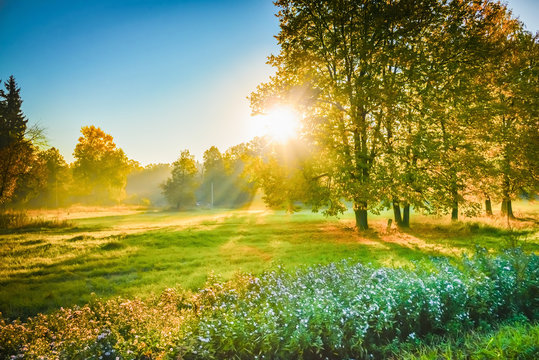 ray of sunshine through the tree