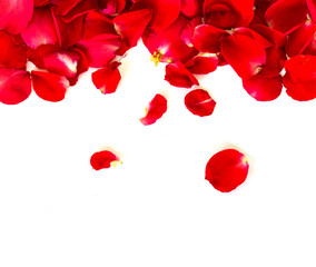 red rose petals on white background. valentine`s card background