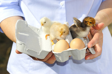 countrywoman is presenting a paperbox with eggs and chicken