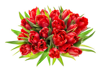 Red tulips. Colorful spring flowers