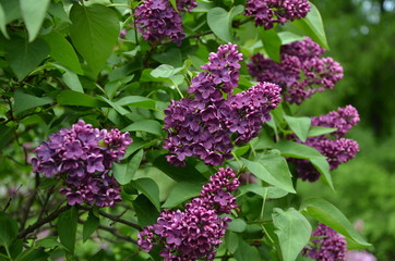 Blooming beautiful purple llac flowers 