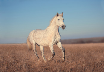 Obraz na płótnie Canvas White horse run