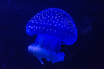 Fototapeta na wymiar Jellyfish