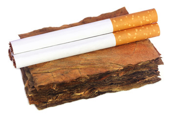 Dry tobacco leaves with filter cigarette