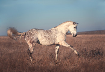 White horse step