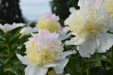 Beautiful peonies in the garden 