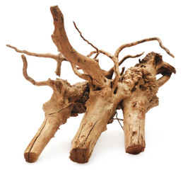 Root of a plant