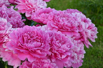 Beautiful peonies in the garden 