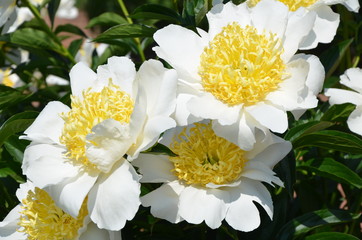 Beautiful peonies in the garden 