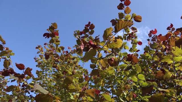 fresh hazel tree branch with hazelnut swing in wind on blue sky background. 4K UHD video clip. 
