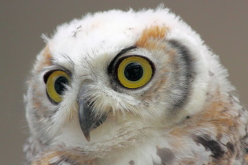 Owlet