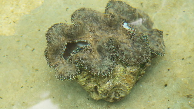 Farm giant clams,tridacna.
