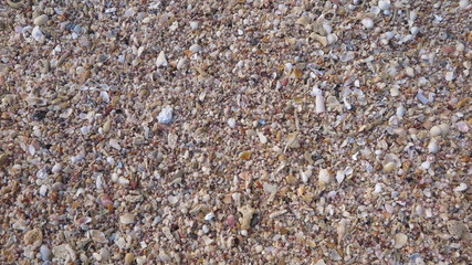 Fossil Shell on the Beach
