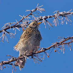 Fieldfare (Turdus pilaris) sitting of the branch