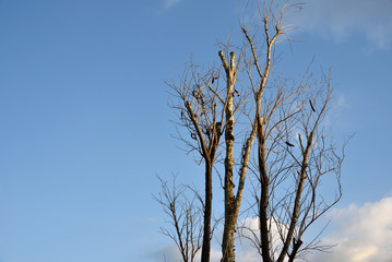 Fototapeta na wymiar Dry tree branches against blue sky